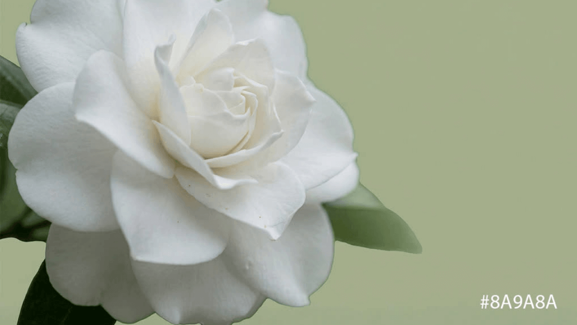 Customize Your Perfect Sage Green Shade