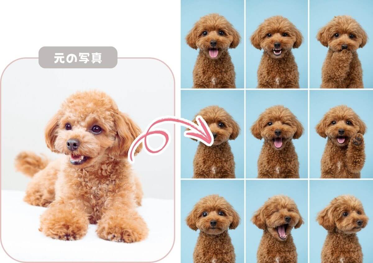 写真１枚がペットの証明写真に