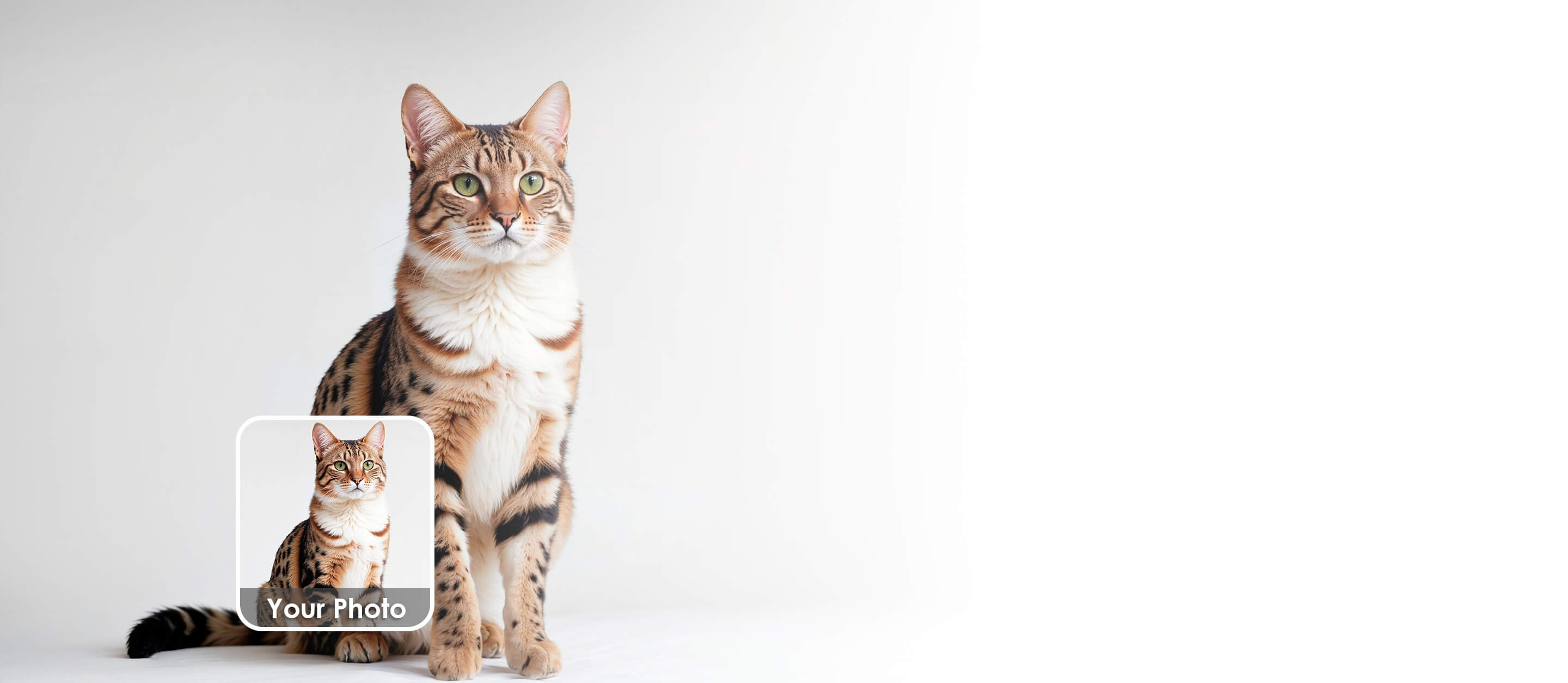 top banner desktop
