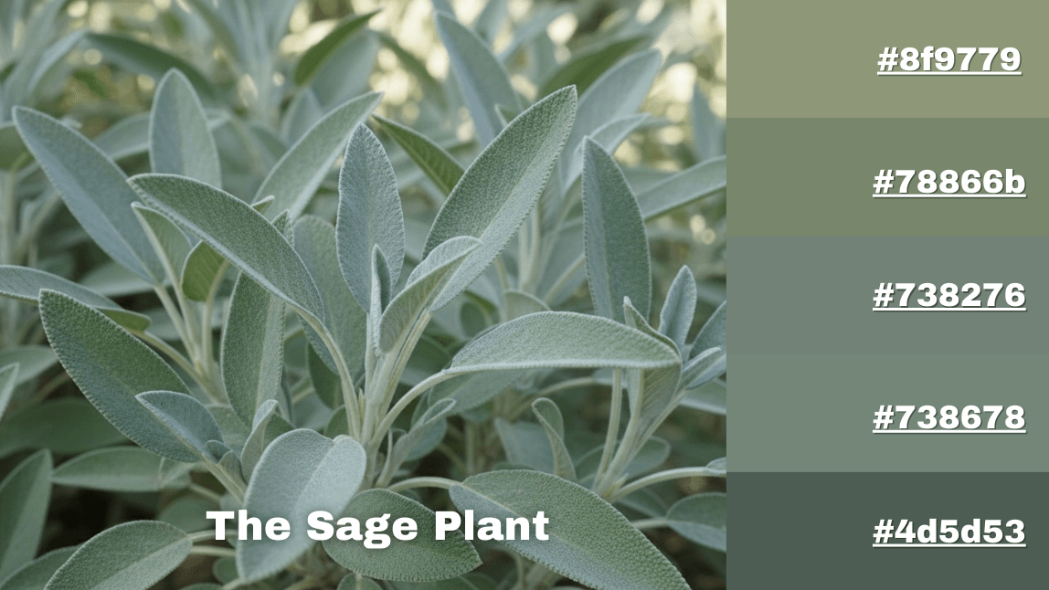What is Sage Green?
