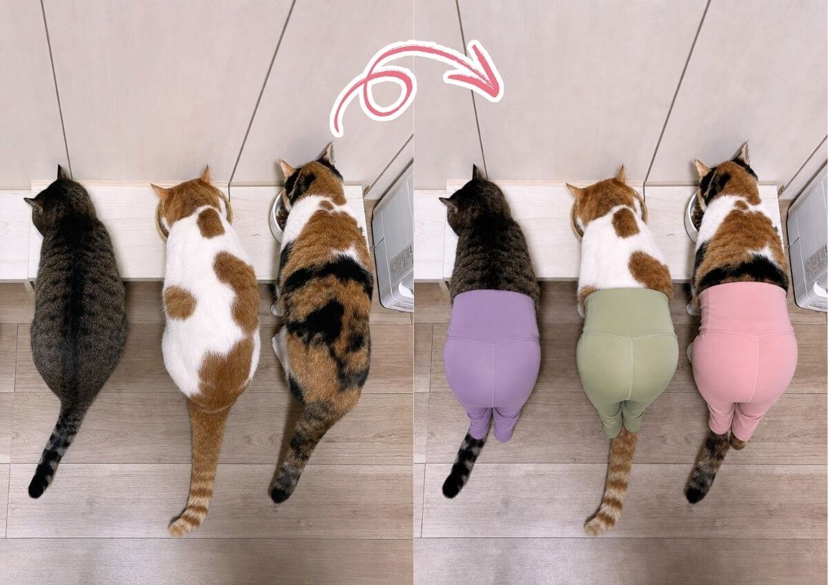 Modo grupo: varias mascotas con pantalones de yoga